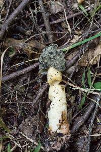 Phallus ravenelii image