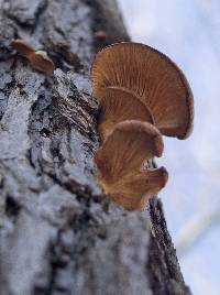 Pleurotus ostreatus image