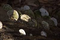 Trametes gibbosa image