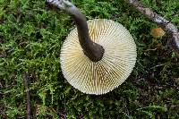 Lactarius lignyotus image