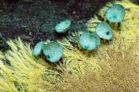 Chlorociboria aeruginascens image