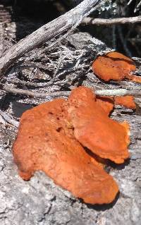 Pycnoporus sanguineus image