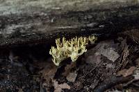 Artomyces pyxidatus image