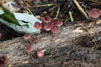 Mycena haematopus image