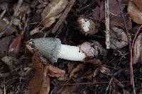 Phallus ravenelii image