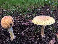 Amanita muscaria image