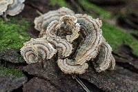 Trametes versicolor image