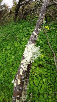 Evernia prunastri image