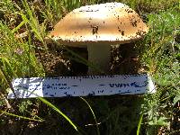 Amanita velosa image