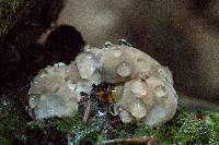 Fomitopsis spraguei image