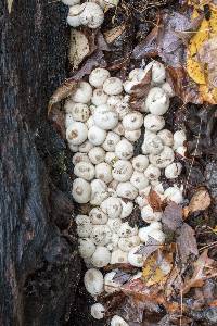 Lycoperdon perlatum image