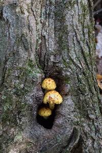 Pholiota aurivella image