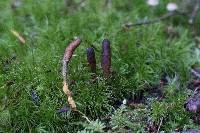 Elaphocordyceps ophioglossoides image