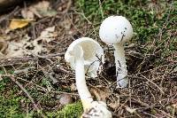 Amanita bisporigera image