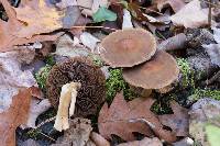 Psathyrella delineata image