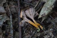 Craterellus tubaeformis image