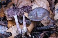 Clitocybe cokeri image