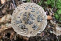 Amanita ceciliae image