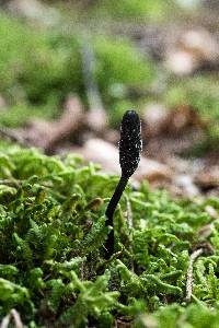 Elaphocordyceps ophioglossoides image