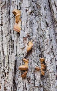 Pleurotus ostreatus image