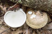 Fomitopsis betulina image