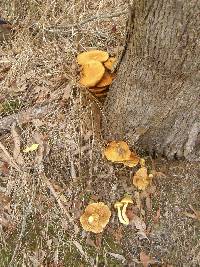 Gymnopilus junonius image