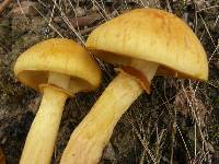 Gymnopilus junonius image