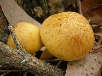 Gymnopilus junonius image