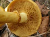 Gymnopilus junonius image