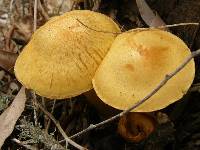 Gymnopilus junonius image