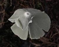 Entoloma canoconicum image