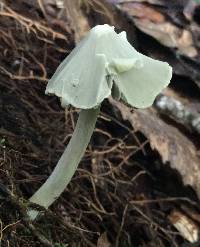 Entoloma canoconicum image