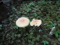 Amanita muscaria image