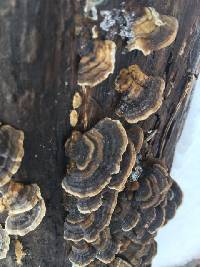 Trametes versicolor image