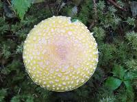 Amanita muscaria image