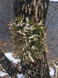 Lobaria pulmonaria image