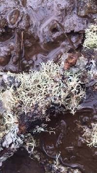 Cladonia rangiferina image