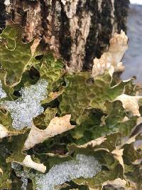 Lobaria pulmonaria image