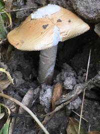 Amanita velosa image