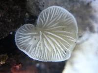 Crepidotus caspari image