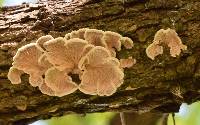 Schizophyllum commune image