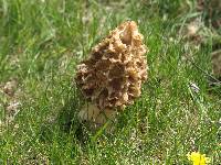 Morchella americana image