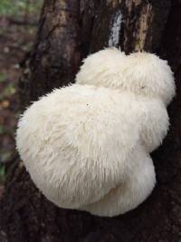 Hericium erinaceus image