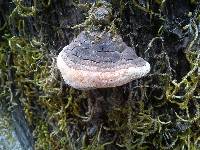 Fomitopsis pinicola image