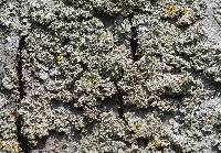 Physcia millegrana image