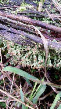 Cladonia peziziformis image