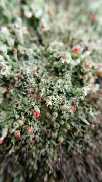 Cladonia cristatella image