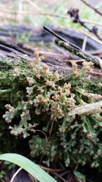 Cladonia peziziformis image