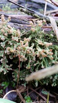 Cladonia peziziformis image