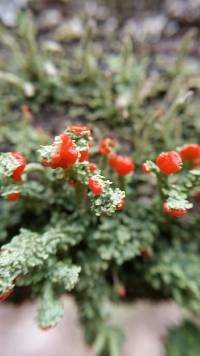 Cladonia cristatella image